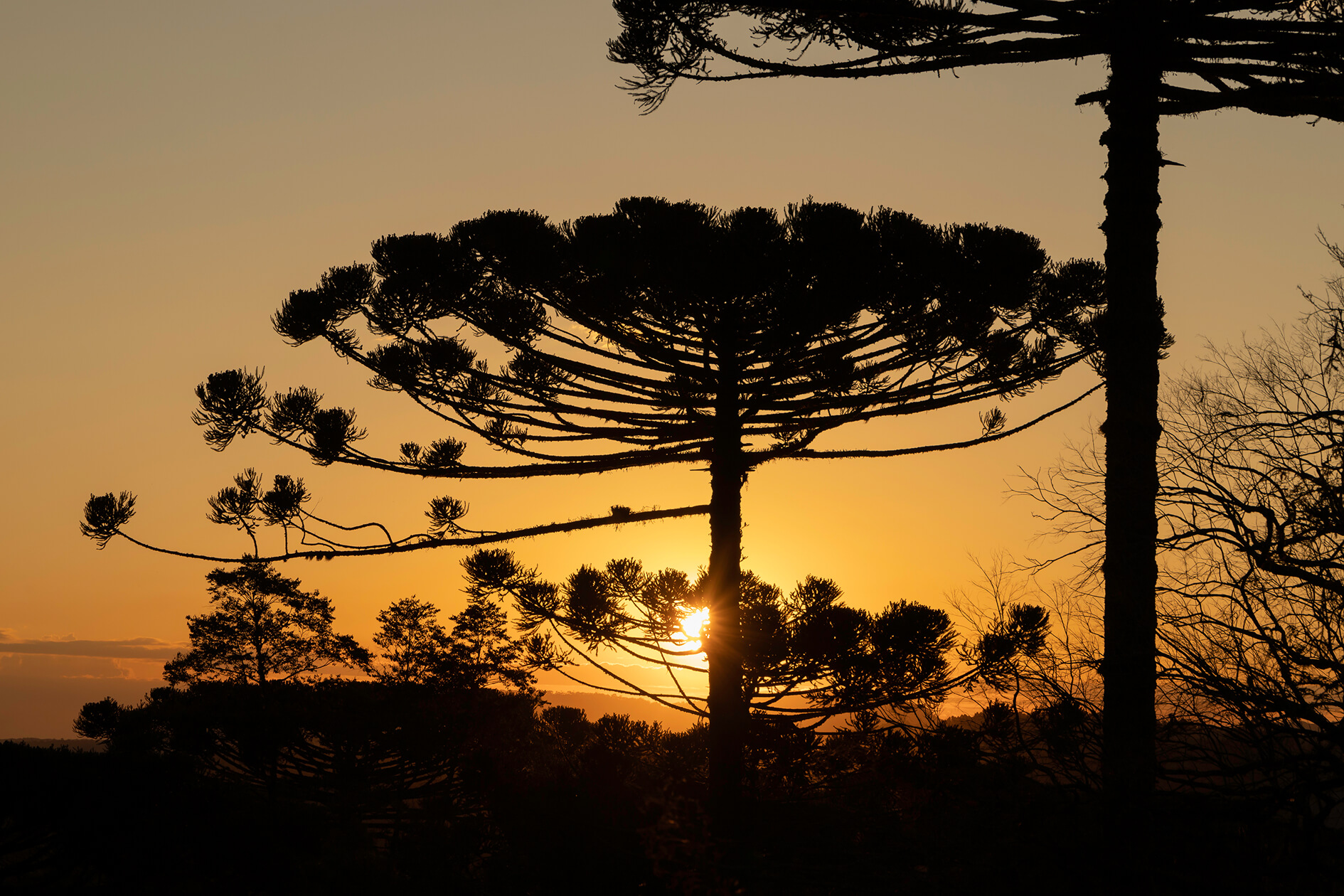 Vender